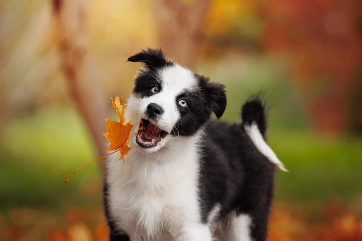 Domino Dogs School , Hund fängt Herbstlaub mit dem Maul