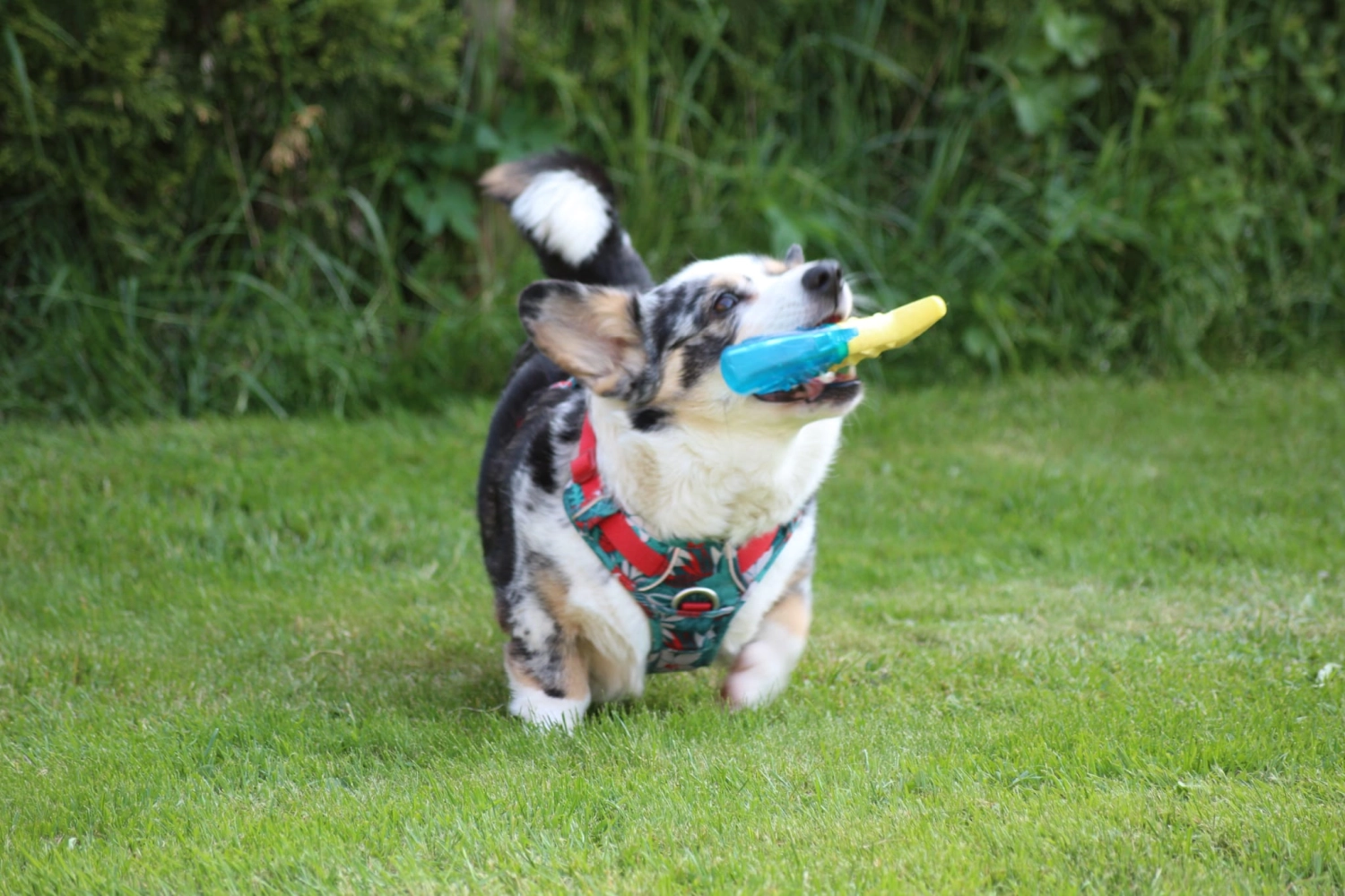 Domino Dogs School, Ein Hund spielt mit einem Gummifischspielzeug