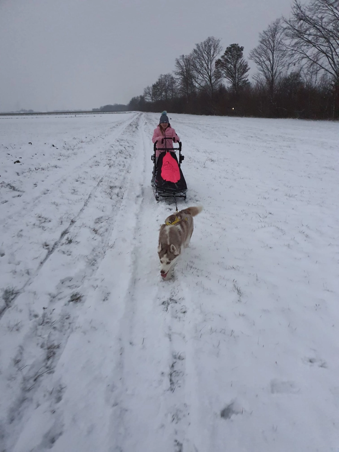 Domino Dogs School, Hunde ziehen einen Schneewagen