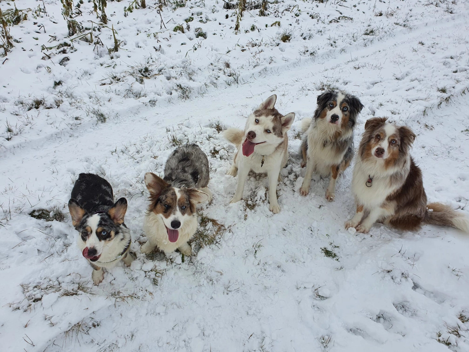 Domino Dogs School, Hunde sitzen im Schnee