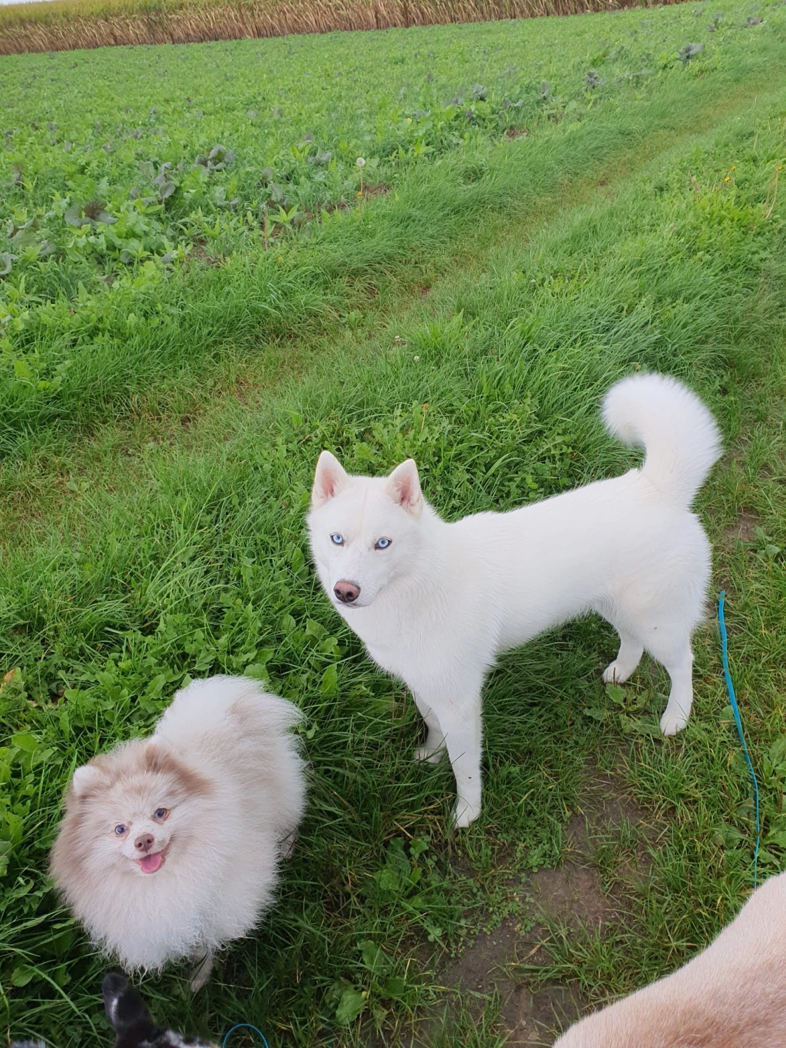 Domino Dogs School, Hunde auf Grasboden
