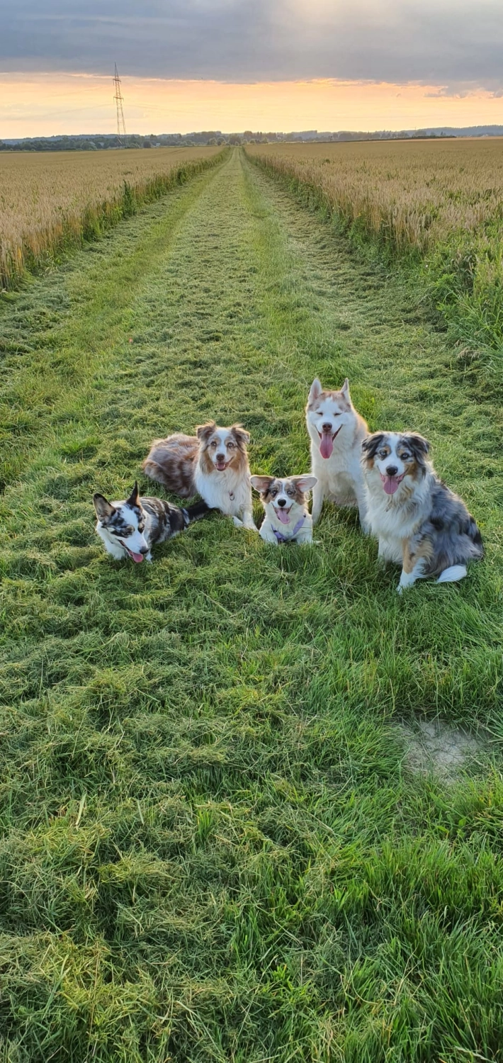 Domino Dogs School , Hunde sitzen mit ausgestreckten Zungen auf dem Rasen