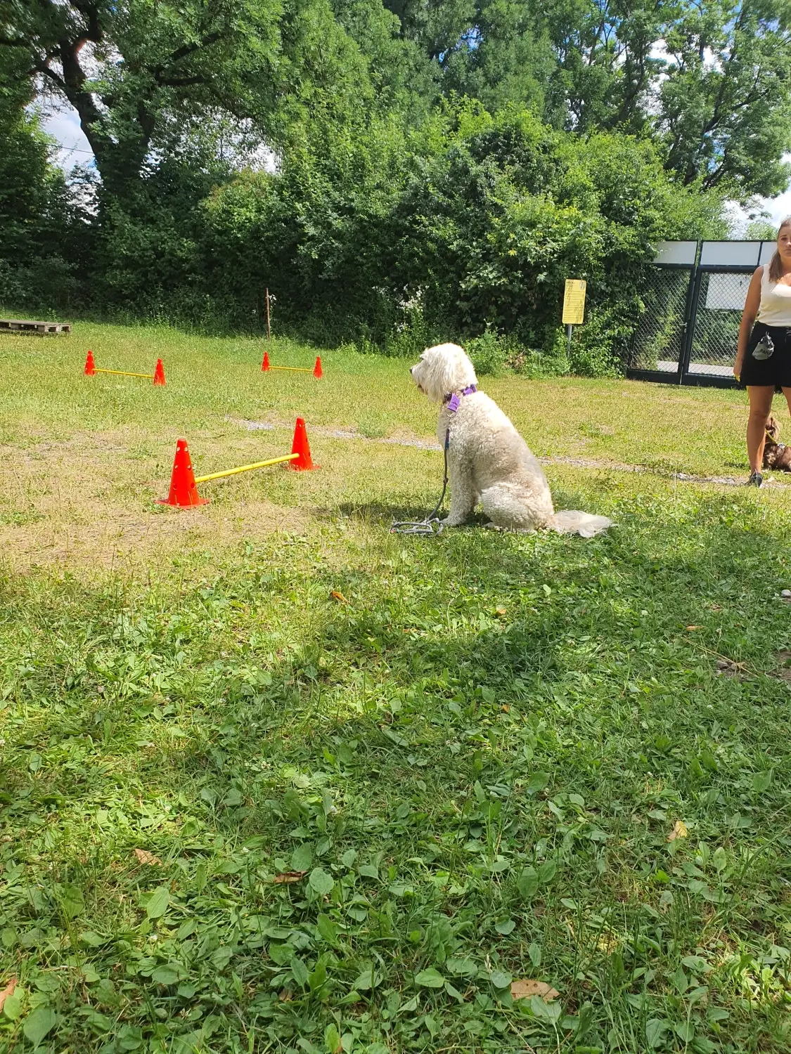 Domino Dogs School , Hund sitzt auf dem Trainingsgelände
