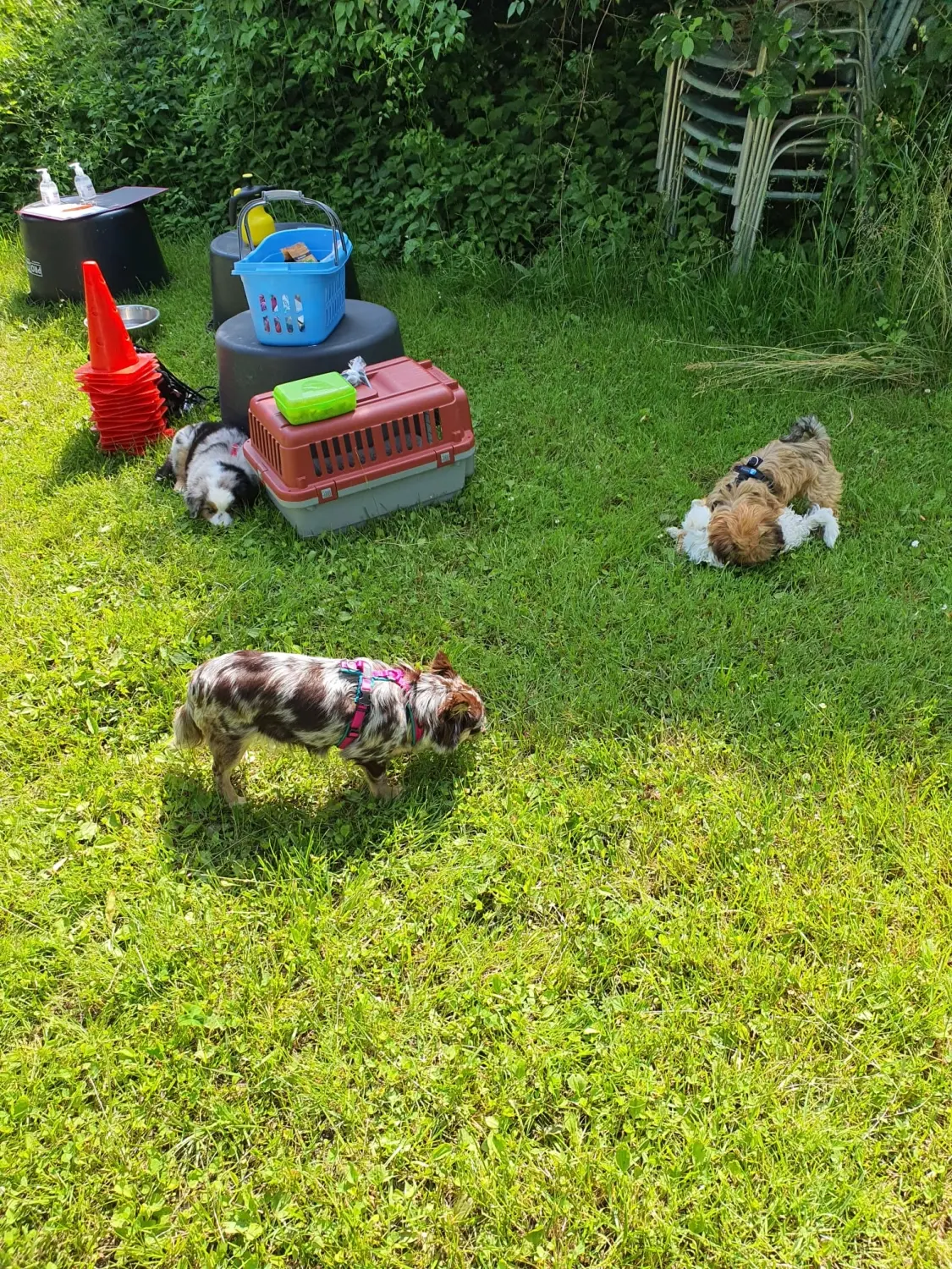 Domino Dogs School , Hunde auf Grasboden, Plastikkegel und Korb