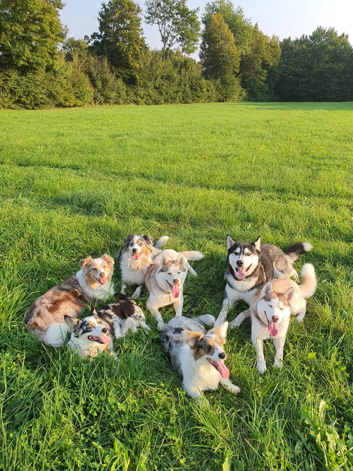 Domino Dogs School , Hunde sitzen mit ausgestreckten Zungen auf dem Rasen
