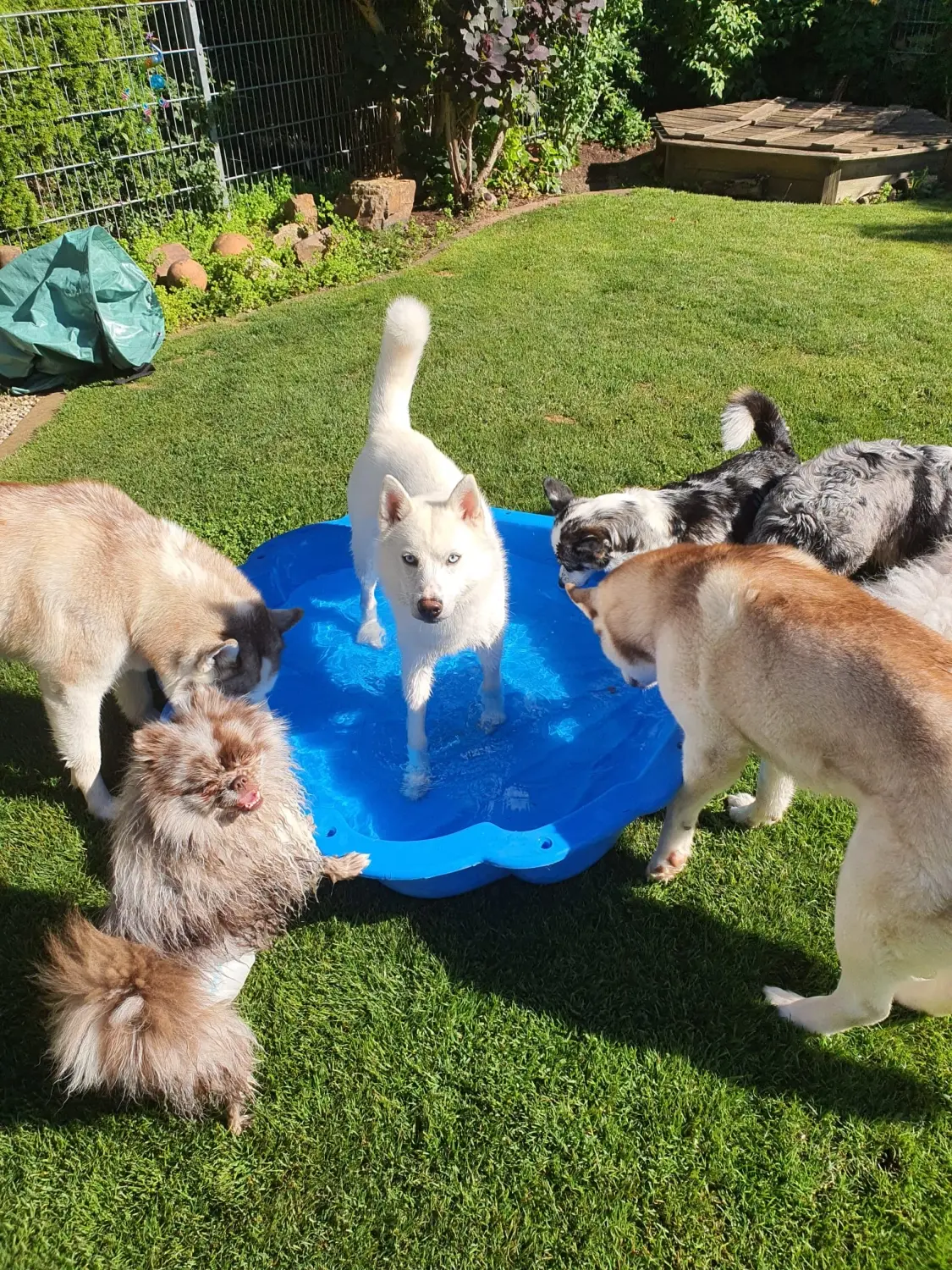 Domino Dogs School, Ein Hund steht in einer Wasserwanne und 5 Hunde drumherum
