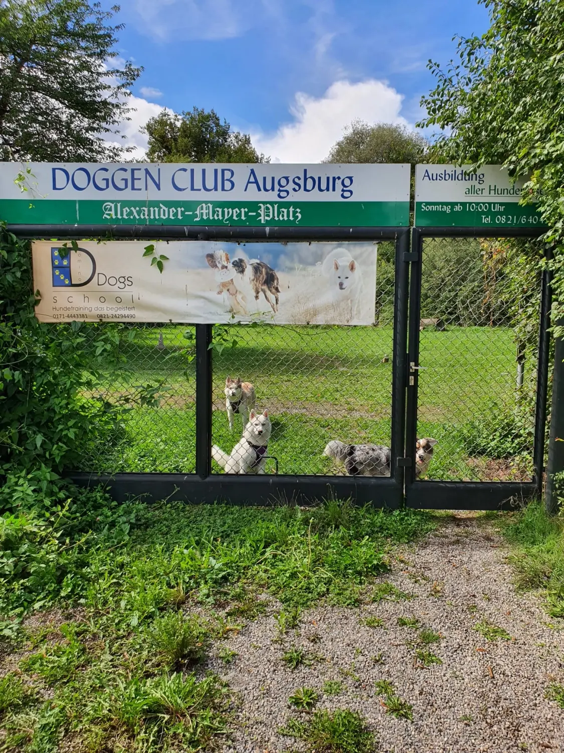 Domino Dogs School, Das Tor des Hundeclubs war verschlossen und die Hunde drinnen